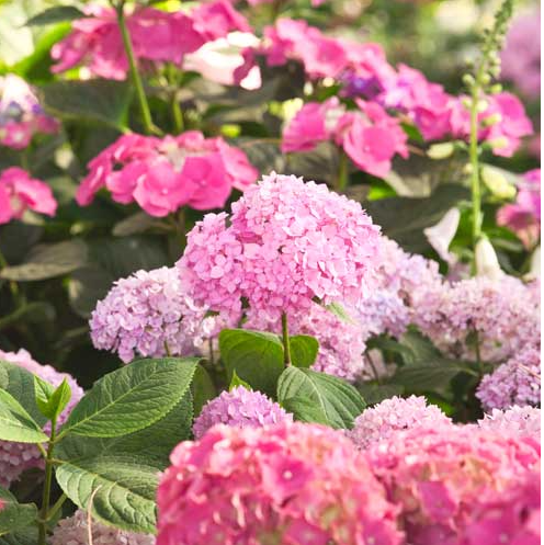 아침고요수목원 수국전시회