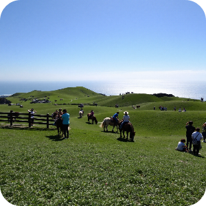 제주 조랑말 체험공원 이미지