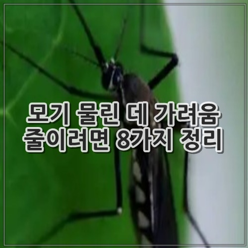 모기 물린 데 가려움 줄이려면 8가지 정리