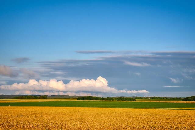 고창 청보리밭축제 2025! 개막일정부터 주차·입장료·포토존까지 총정리
