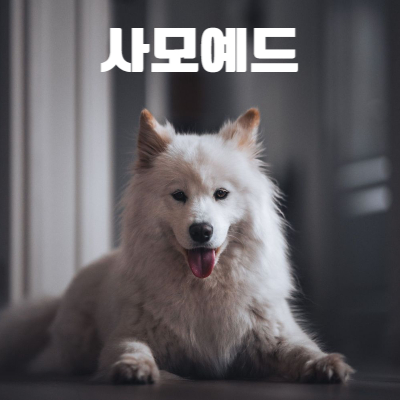 사모예드 사진