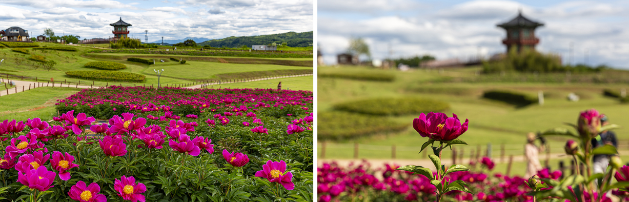 경덕왕릉 조문국사적지 작약꽃 풍경 사진