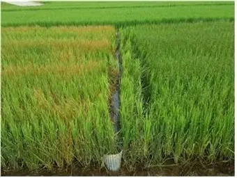 잡초 방제 전략 광폭멀칭 피복재 선발아 겨울관리_3