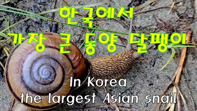 동양달팽이 가격 키우기 분양 수명 먹이 성격 종류_9