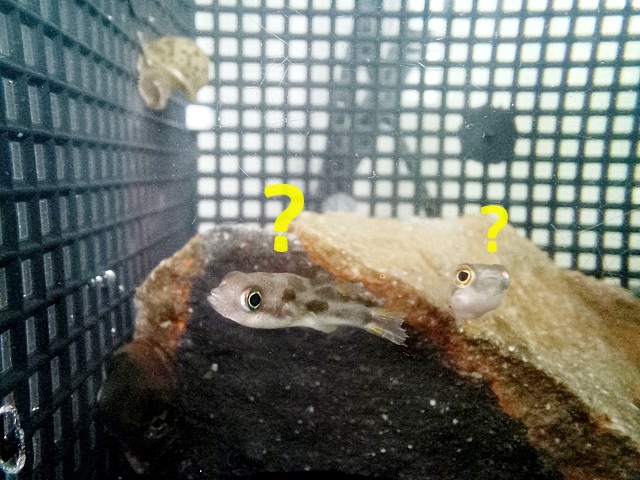 [어항 분리] 치어통 만들기 (ft.루바망)