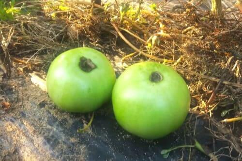 토마토-재배법-토마토-배꼽썩음병-발생원인과-대책