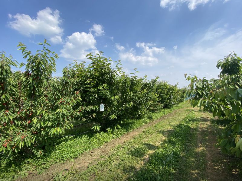 천안푸름체리농원