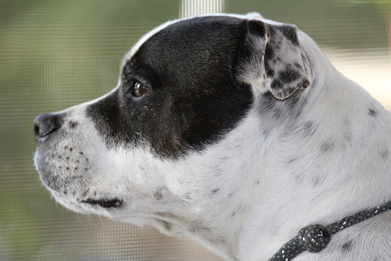 스태퍼드셔 불 테리어(Staffordshire Bull Terrier)3
