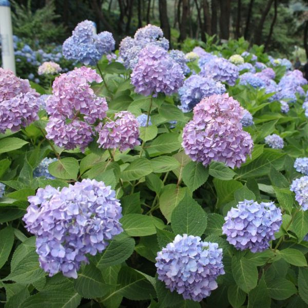 밀양내촌마을 수국동산