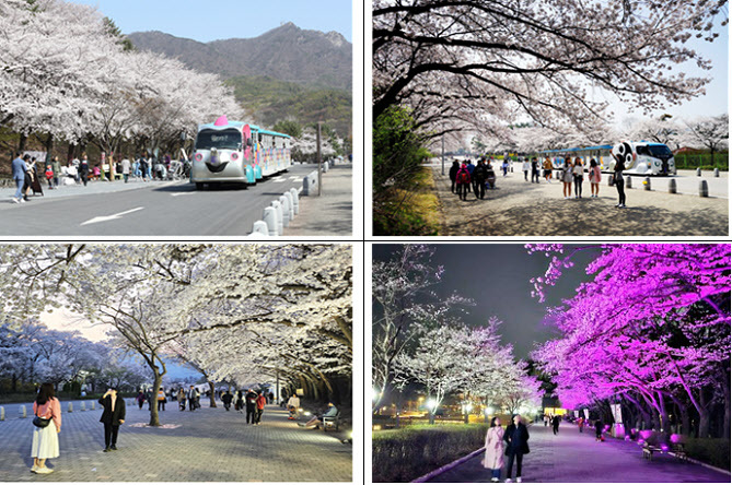 서울대공원 벚꽃