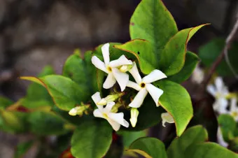 백화등 키우기 삽목방법 가지치기 꽃 노지월동까지_13