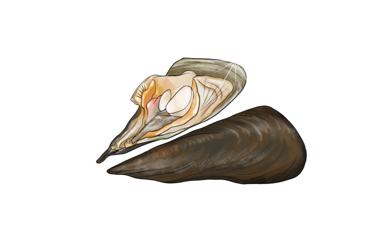 비브리오패혈증17