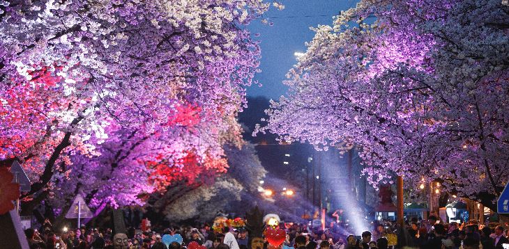 안동 벚꽃 축제