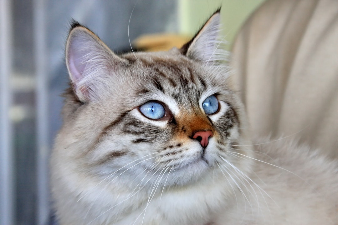 Cat breed