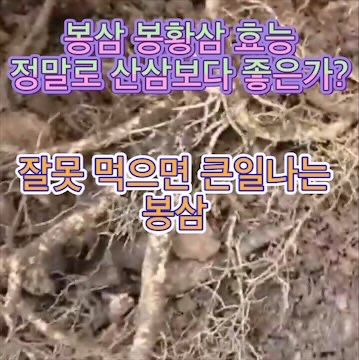 봉삼-효능-봉황삼-효과