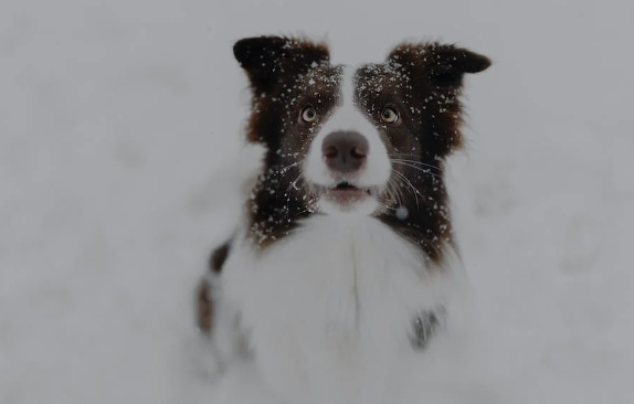 반려견 겨울산책 시 유의사항