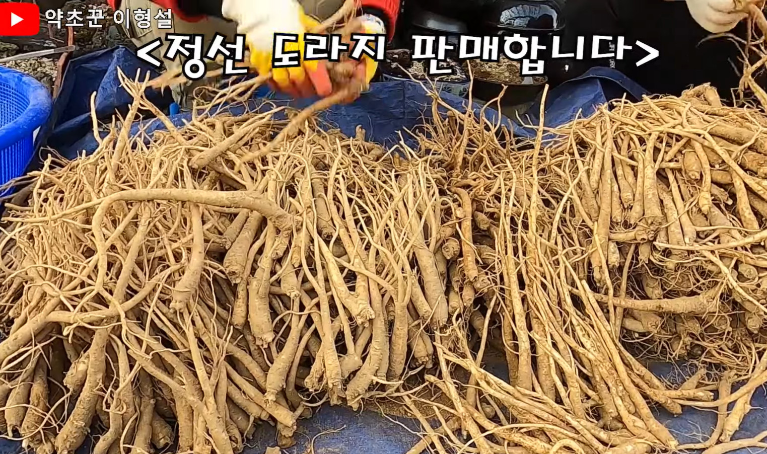 극한직업 산에서 찾은 보물 참마