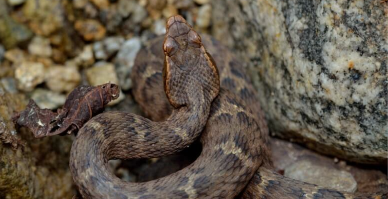 뱀에-물렸을때-응급처치