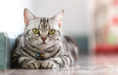 쳐다보는 고양이