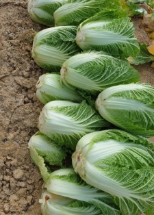 2024 농협 하나로 마트 절임배추 예약