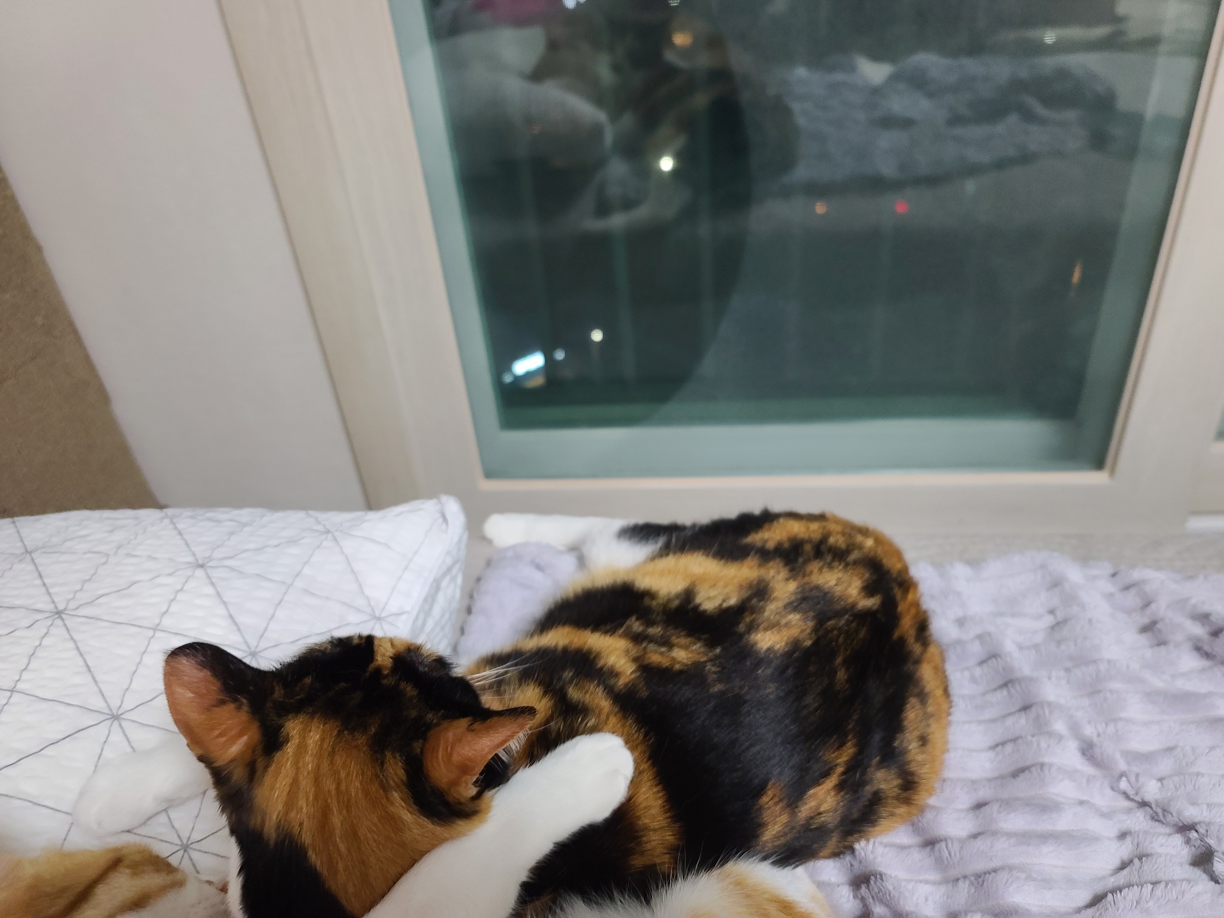 우리집 달달한 고양이 커플. 다다는 호야바라기.