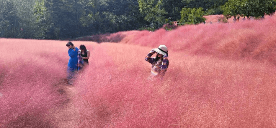 고창 핑크뮬리 축제
