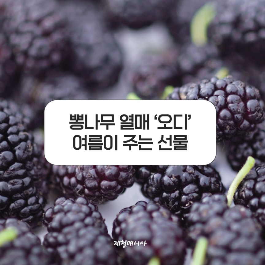 오디