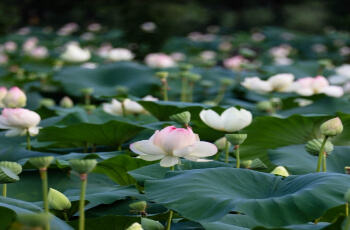 세미원 연꽃축제 연꽃문화제_3