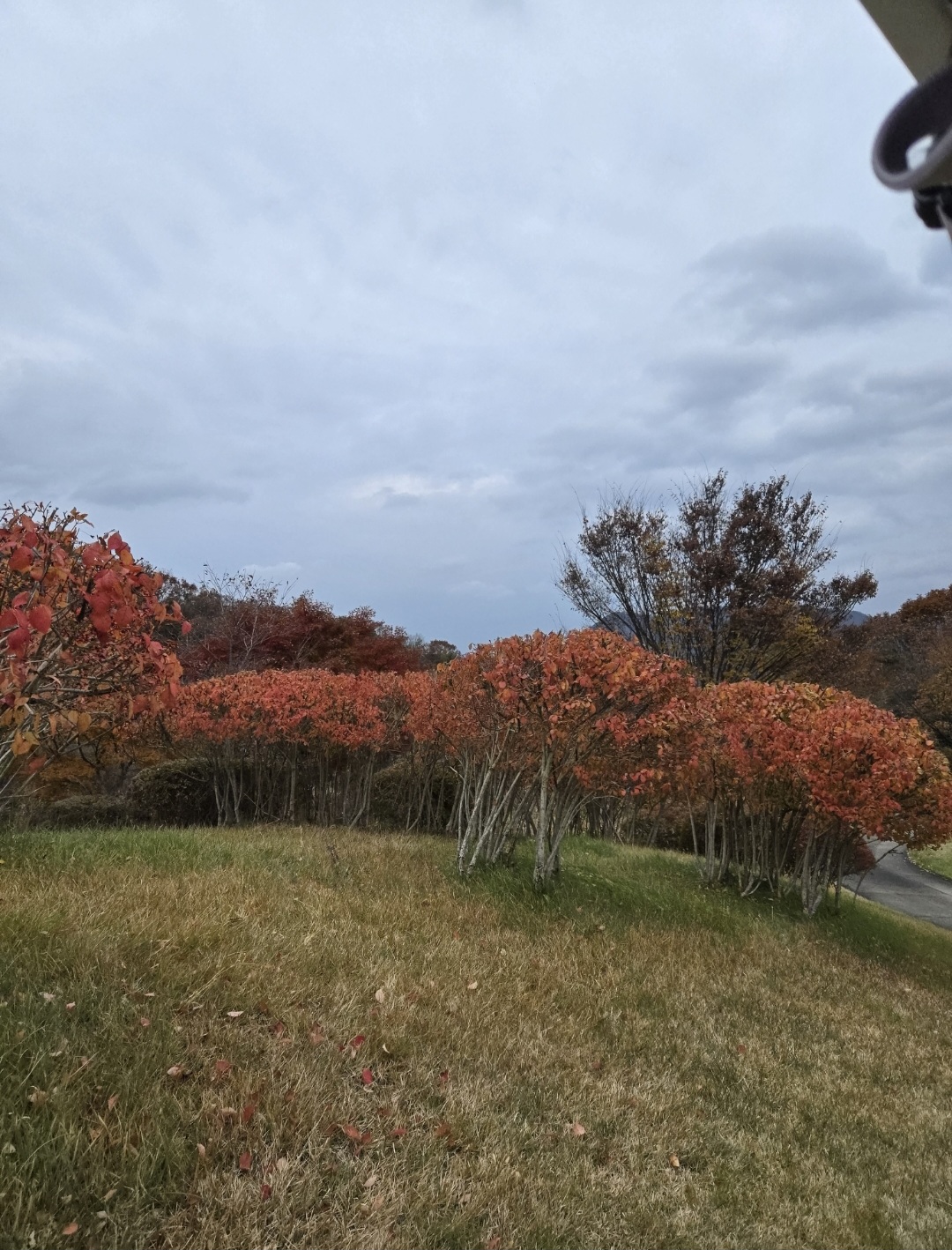 단풍