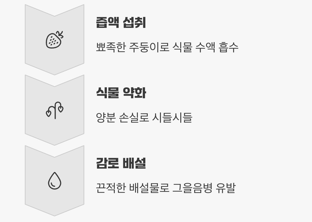 우리 집 식물을 좋아하는 이유