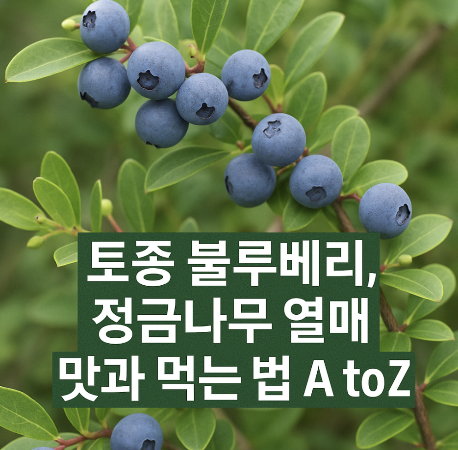 토종 블루베리, 정금나무 열매 맛과 먹는 법 A to Z