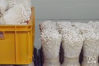 팽이버섯 재배 저온 관리 병해 예방 깔끔한 세척_5