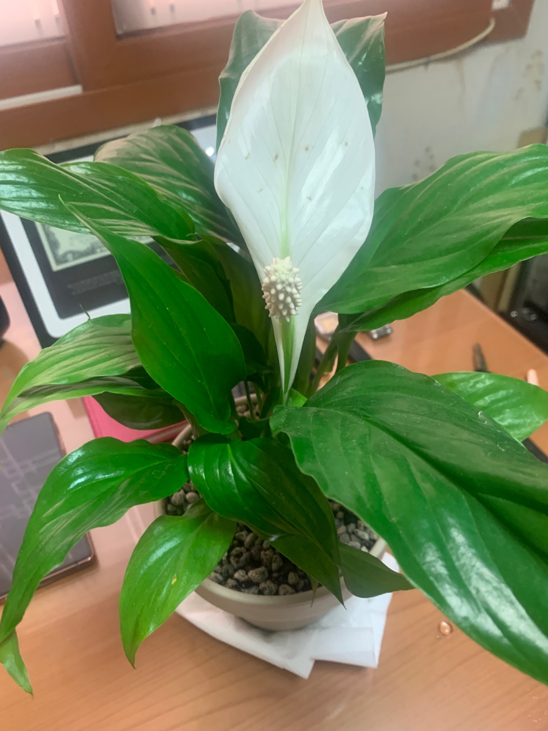 스파티필름-Peace-Lily-루미-Lumi-성장-기록-일기[20250424]