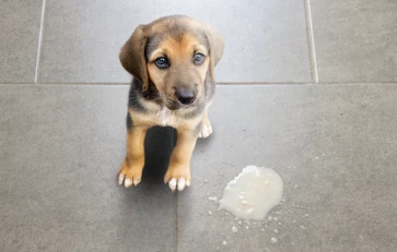 강아지 구토/출처:어도비스톡