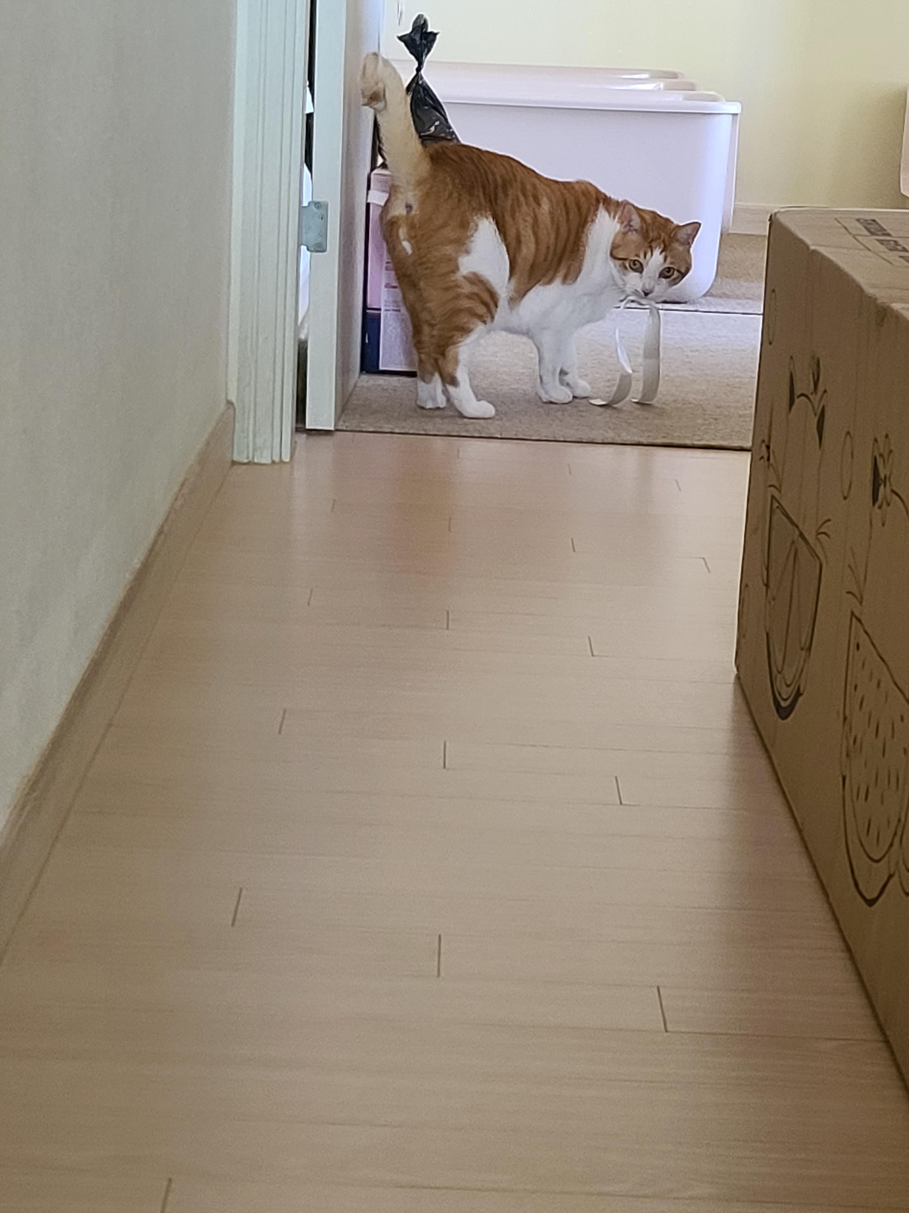 리본끈 하나로도 행복한 고양이들(feat.고양이들이랑 놀아주는 방법)