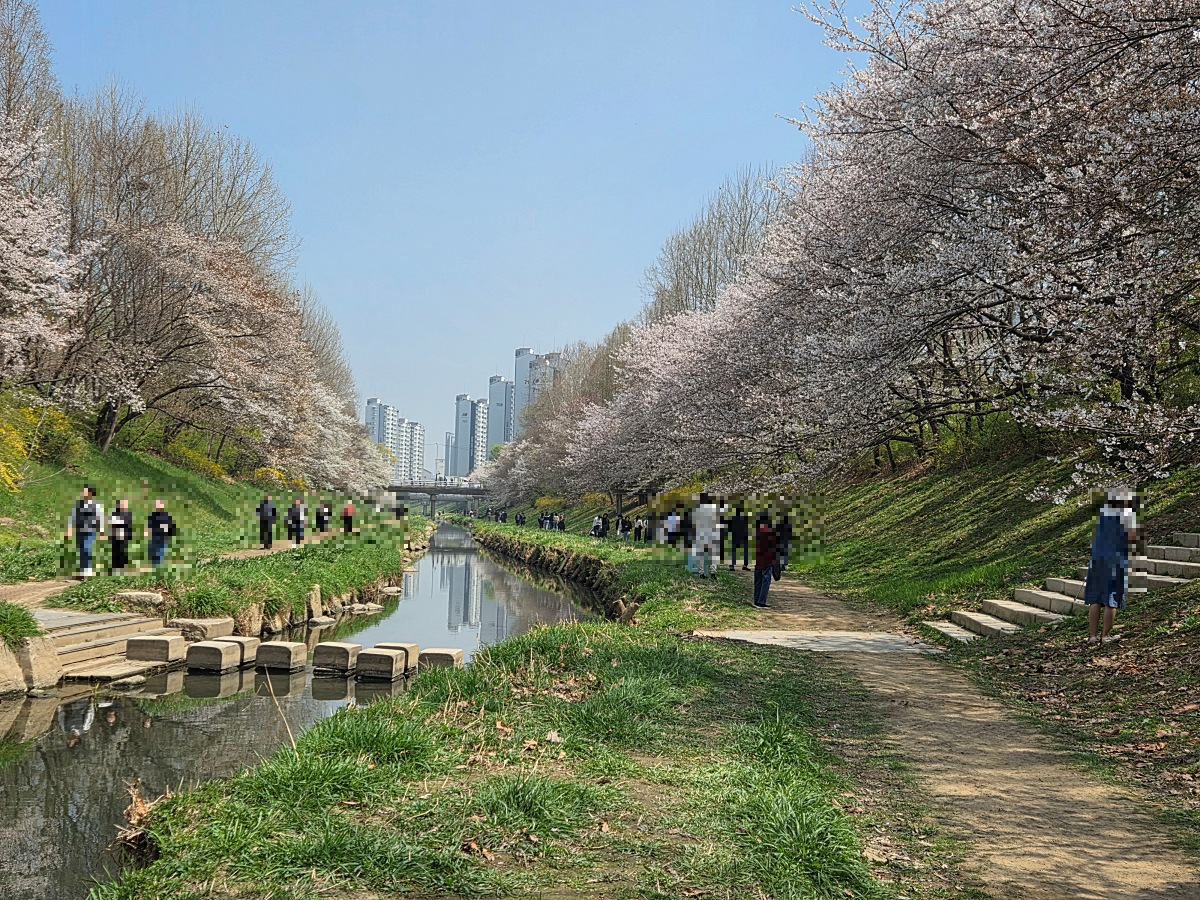 인천 벚꽃 명소 굴포천: 청리단길 꼭 가봐야 할 사계절 감성 산책로