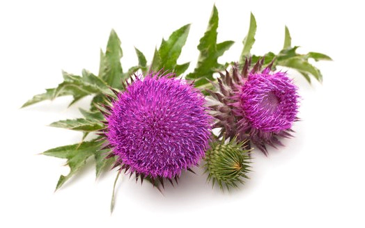 유기농 밀크씨슬 효능