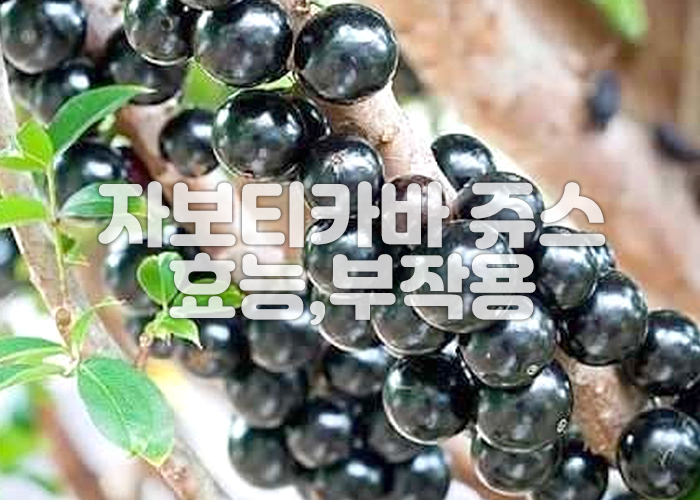 나무 몸통에 자보티카바 열매가 열려있다