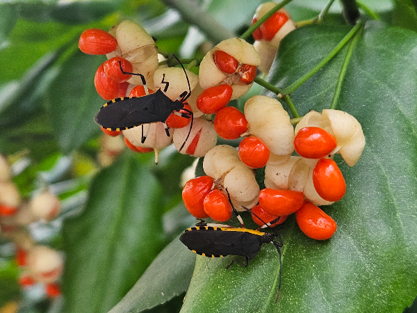 노랑배허리노린재
