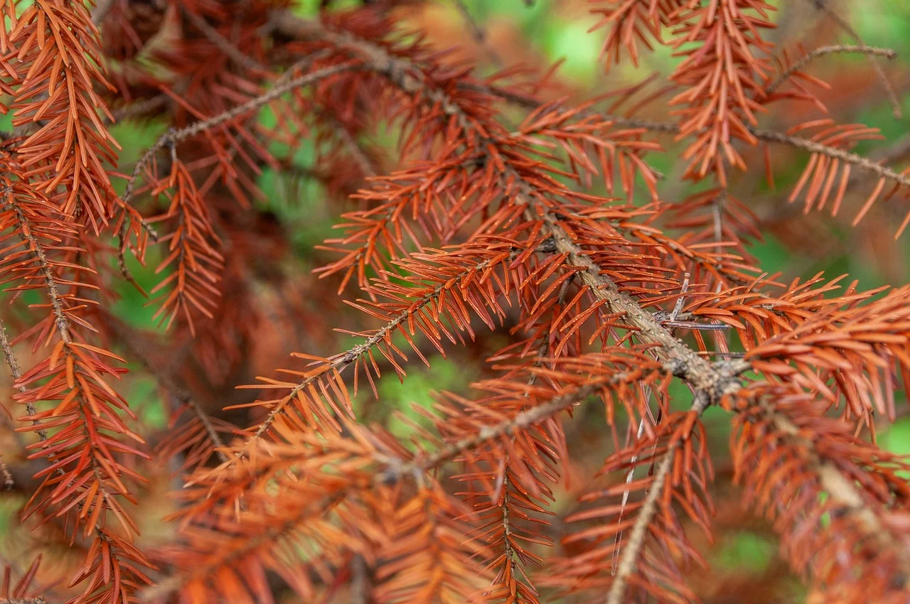 환경에 따라 변하는 식물 색의 비밀: 과학적으로 알아보는 희귀 식물