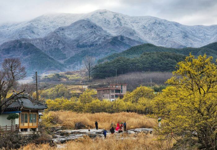 구례 산수유 꽃 축제