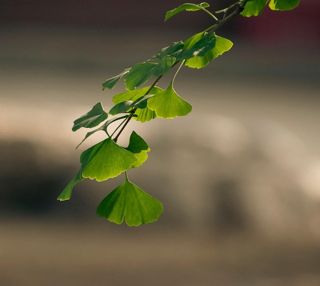 은행잎 관련 사진