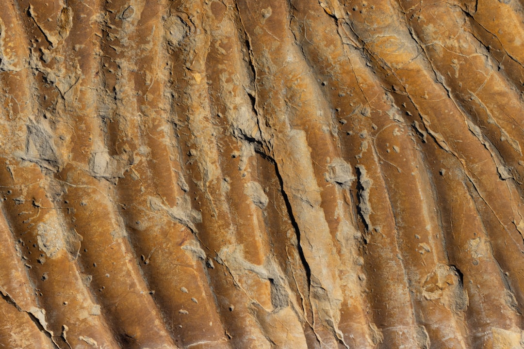 Fossilization