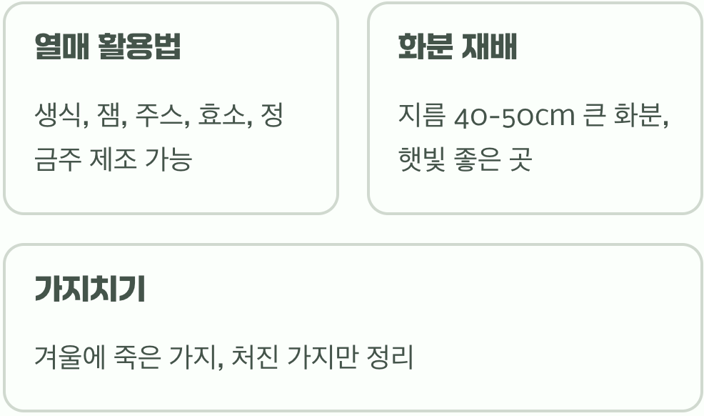 토종 블루베리, 정금나무 키우기 A to Z