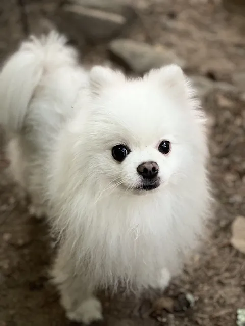 포메라니안 가격 성격 털빠짐 수명 미용_9