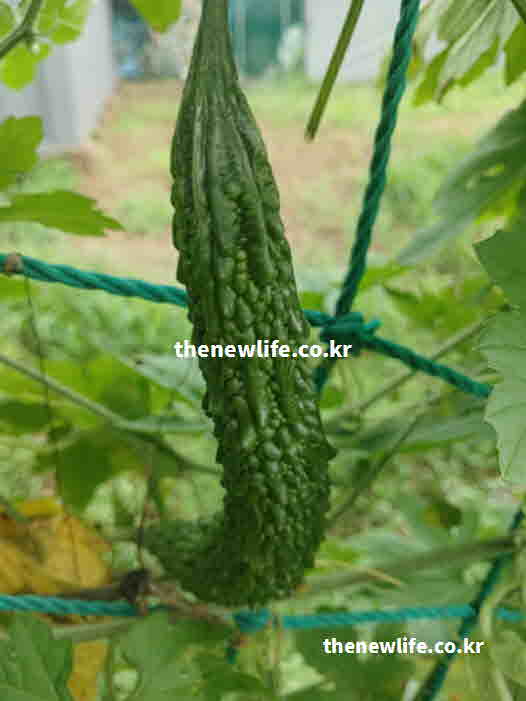 여주 효능 부작용 혈당