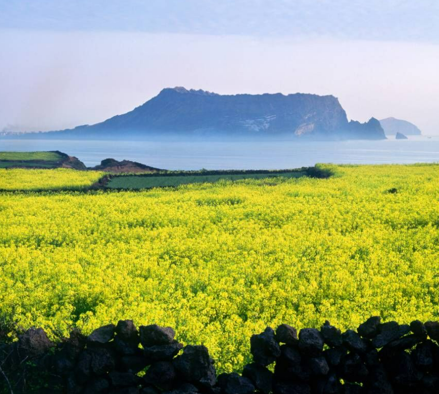 유채꽃-여행팁