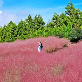 평택 바람새마을 핑크뮬리 가을 여행 인생샷 명소 추천으로 안내_4