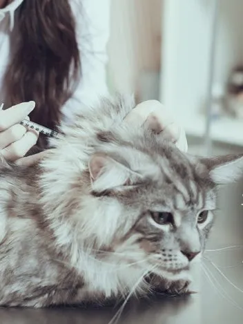 고양이 빈혈 증상 치료_1