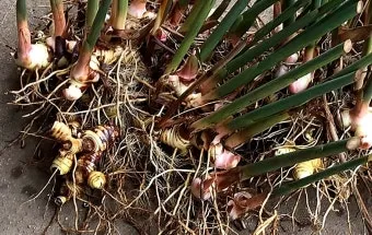 남부지방 마늘심는시기 핵심 가이드_24